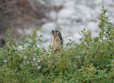 Alpenmarmot / Alpine Marmot
