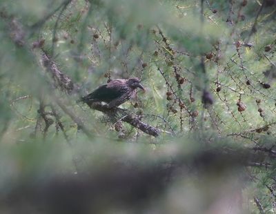 Notenkraker / Spotted Nutcracker