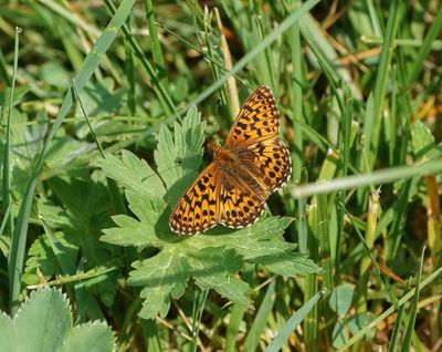 Titania's Parelmoervlinder / Titania's Fritillary