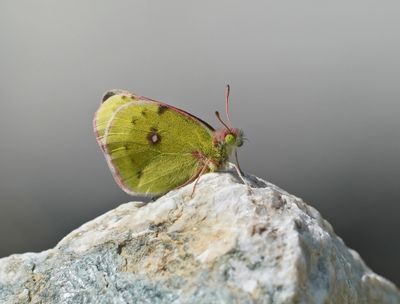 Bergluzernevlinder / Mountain Clouded Yellow