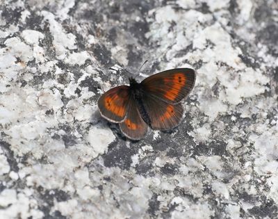 Alpen-zijde Erebia / Mnestra's Ringlet