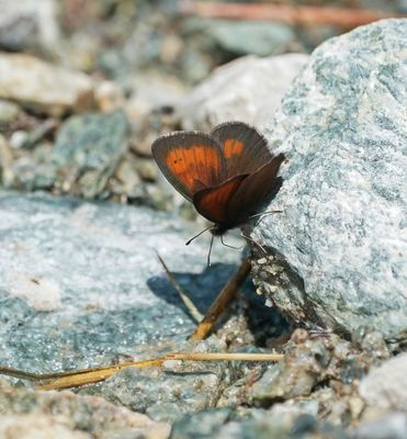Alpen-zijde Erebia / Mnestra's Ringlet
