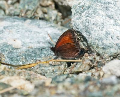 Alpen-zijde Erebia / Mnestra's Ringlet