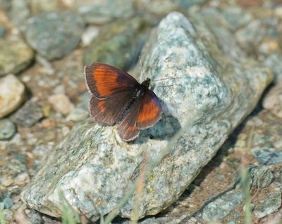 Alpen-zijde Erebia / Mnestra's Ringlet