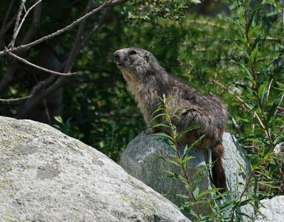 Alpenmarmot / Alpine Marmot
