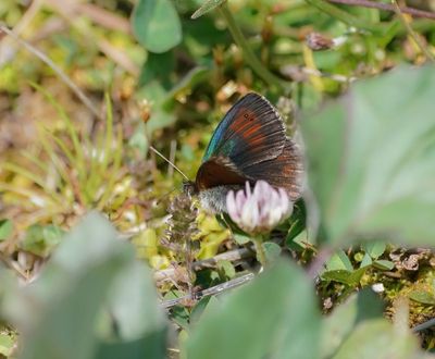 Zwitserse Glanserebia / Swiss Brassy Ringlet