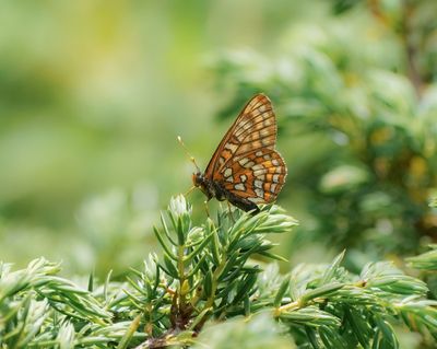 Oranjebonte Parelmoervlinder / Asian Fritillary