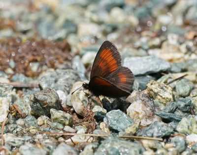 Alpen-zijde Erebia / Mnestra's Ringlet
