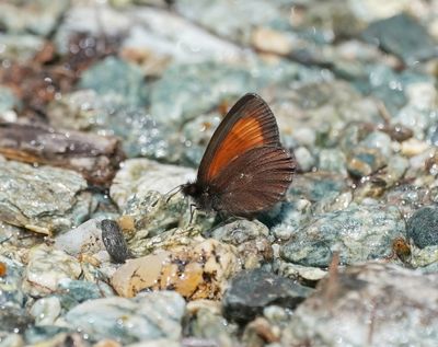 Alpen-zijde Erebia / Mnestra's Ringlet