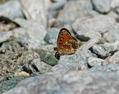 Alpenparelmoervlinder / Grisons Fritillary