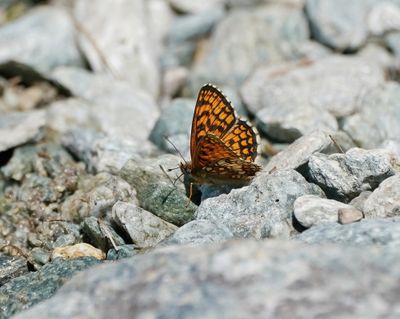 Alpenparelmoervlinder / Grisons Fritillary