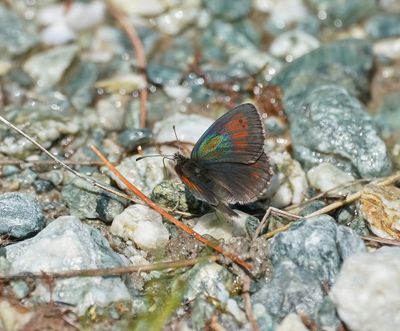 Zwitserse Glanserebia / Swiss Brassy Ringlet