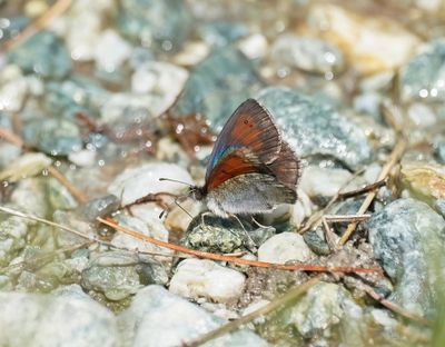 Zwitserse Glanserebia / Swiss Brassy Ringlet