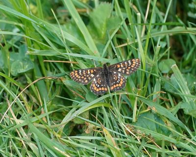 Oranjebonte Parelmoervlinder / Asian Fritillary