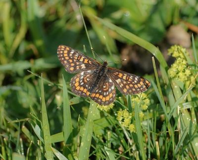 Oranjebonte Parelmoervlinder / Asian Fritillary