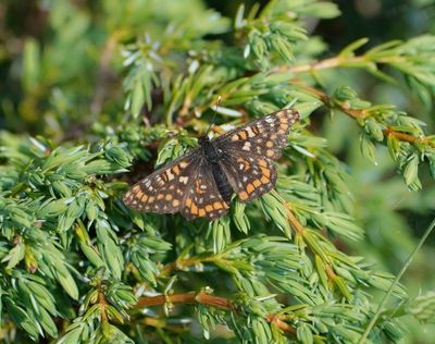 Oranjebonte Parelmoervlinder / Asian Fritillary