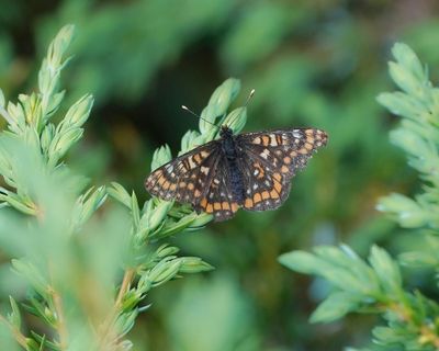 Oranjebonte Parelmoervlinder / Asian Fritillary