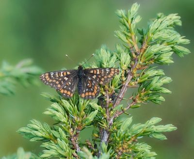 Oranjebonte Parelmoervlinder / Asian Fritillary