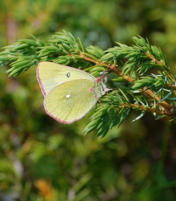 Veengeeltje / Moorland Clouded Yellow