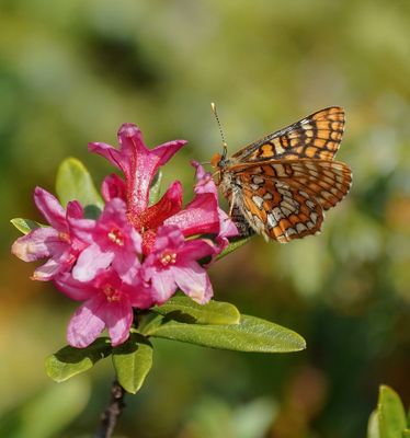 Oranjebonte Parelmoervlinder / Asian Fritillary