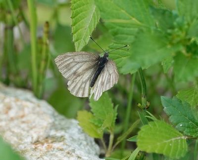 Berg Geaderd Witje / Mountain Green-veined White