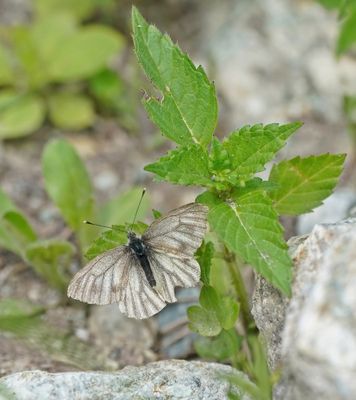 Berg Geaderd Witje / Mountain Green-veined White