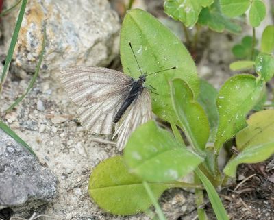 Berg Geaderd Witje / Mountain Green-veined White