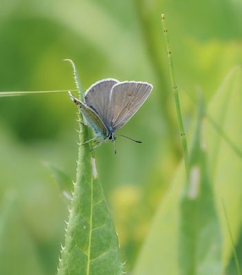 Wikkeblauwtje / Amanda's Blue