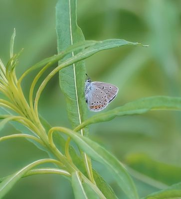 Wikkeblauwtje / Amanda's Blue