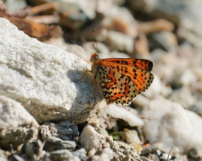 Tweekleurige Parelmoervlinder / Spotted Fritillary
