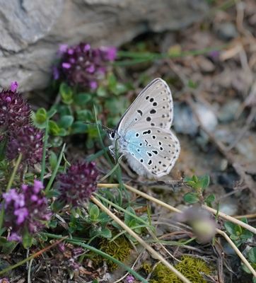 Tijmblauwtje / Large Blue