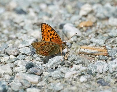 Duinparelmoervlinder / Niobe Fritillary