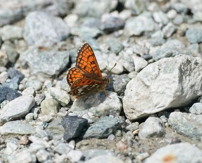 Alpenparelmoervlinder / Grisons Fritillary