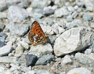 Alpenparelmoervlinder / Grisons Fritillary