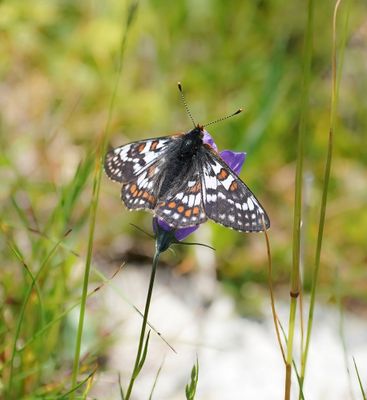 Witbonte Parelmoervlinder / Cynthia's Fritillary