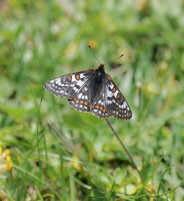 Witbonte Parelmoervlinder / Cynthia's Fritillary