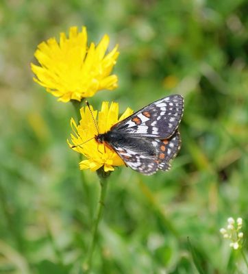 Witbonte Parelmoervlinder / Cynthia's Fritillary
