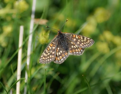 Bergmoerasparelmoervlinder / Alpine Marsh Fritillary / Euphydryas aurinia glaciegenita