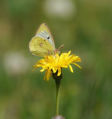 Bergluzernevlinder / Mountain Clouded Yellow