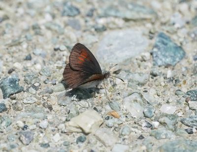 Zwitserse Glanserebia / Swiss Brassy Ringlet