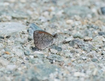 Zwitserse Glanserebia / Swiss Brassy Ringlet