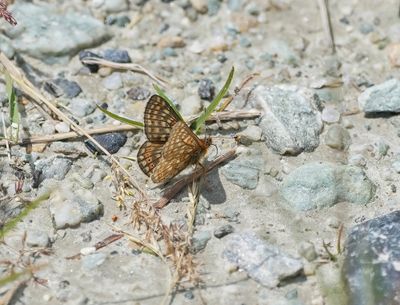 Bergmoerasparelmoervlinder / Alpine Marsh Fritillary / Euphydryas aurinia glaciegenita