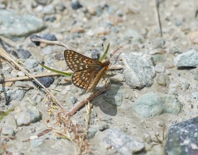 Bergmoerasparelmoervlinder / Alpine Marsh Fritillary / Euphydryas aurinia glaciegenita