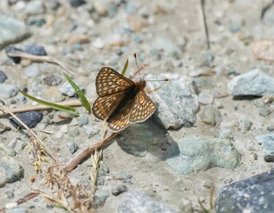 Bergmoerasparelmoervlinder / Alpine Marsh Fritillary / Euphydryas aurinia glaciegenita