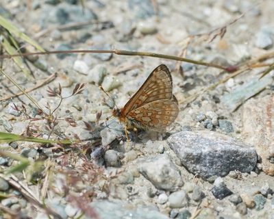 Bergmoerasparelmoervlinder / Alpine Marsh Fritillary / Euphydryas aurinia glaciegenita