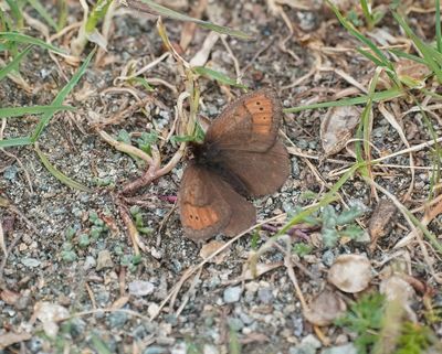 Gewone Dauwerebia / Dewy Ringlet