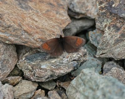 Gewone Dauwerebia / Dewy Ringlet