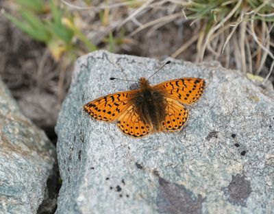 Herdersparelmoervlinder / Shepherd's Fritillary