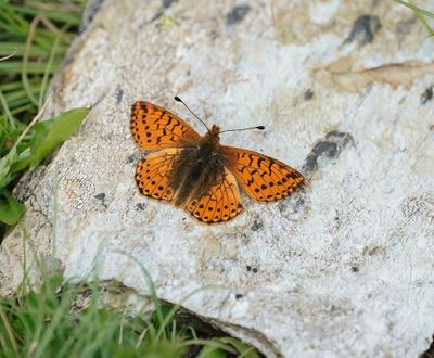 Herdersparelmoervlinder / Shepherd's Fritillary