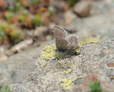 Noordelijk Mansschildblauwtje / Arctic Blue or Glandon Blue